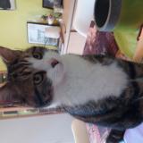 Photo de chat perdu à Pruille Le Chetif