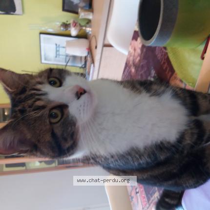 Photo 1/1 Chat retrouvé Perdu à Pruille le chetif