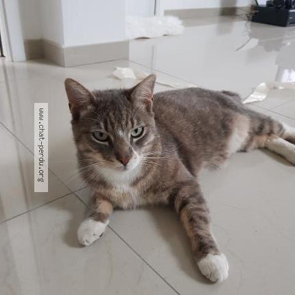 Photo 1/1 Goku Chat perdu à Metzervisse