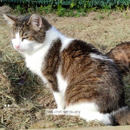Photo 1/1 Chat retrouvé Perdu à La Riche