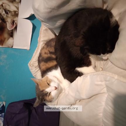 Photo de chat perdu à Nontron
