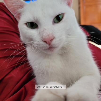 Photo de chat perdu à Metz 57000