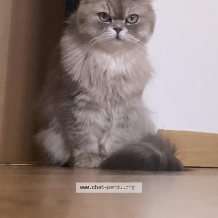 Photo de chat perdu à Cadarsac