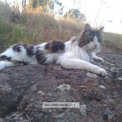 Photo de chat perdu à Le Muy
