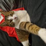 Photo de chat perdu à Poissy