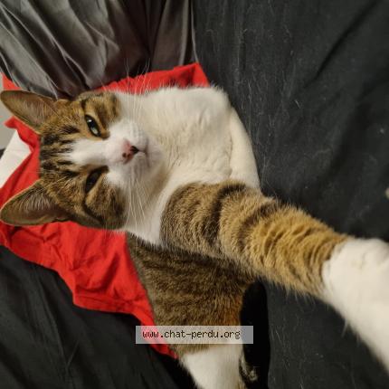 Photo 1/1 Chat retrouvé Perdu à Poissy