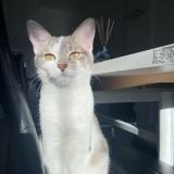 Photo de chat perdu à Le Mans