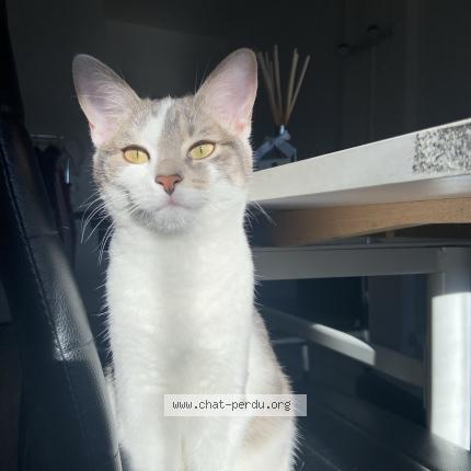 Photo 1/1 Chat retrouvé Perdu à Le mans