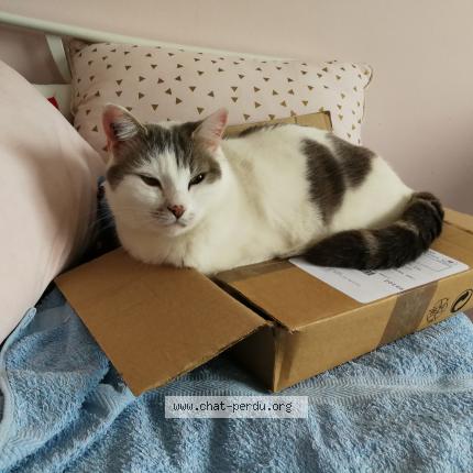 Photo de chat perdu à Romainville