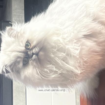 Photo 1/1 Chat retrouvé Perdu à Chambray Les Tours