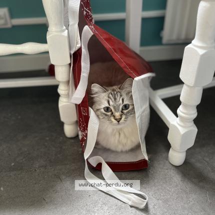 Photo de chat perdu à Port Sur Saone