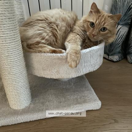 Photo 1/1 Chat retrouvé Perdu à Andresy