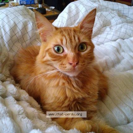 Photo de chat perdu à Levignac