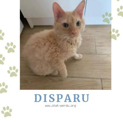 Photo de chat perdu à Nimes