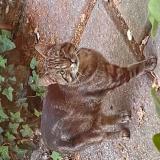 Photo de chat trouvé à Montainville