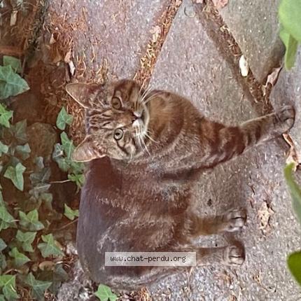 Photo 1/1 Chat retrouvé Trouvé à Montainville