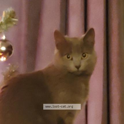 Photo 1/1 Chat retrouvé Perdu à Saskatoon