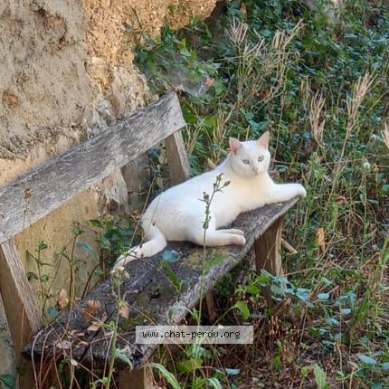 Photo 1/1 Chat retrouvé Perdu à Dreux