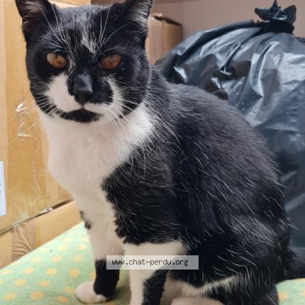 Photo 1/1 Chat retrouvé Perdu à Saint martin de nigelles