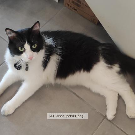 Photo de chat perdu à Beziers