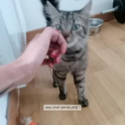 Photo de chat trouvé à Rozay En Brie