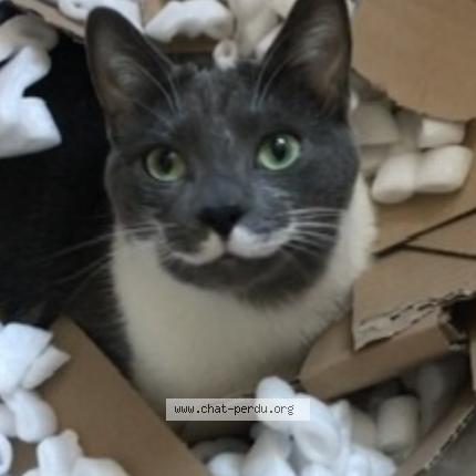 Photo 1/1 Chat retrouvé Perdu à Saint Sebastien Sur Loire
