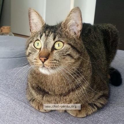 Photo de chat perdu à Fresnes