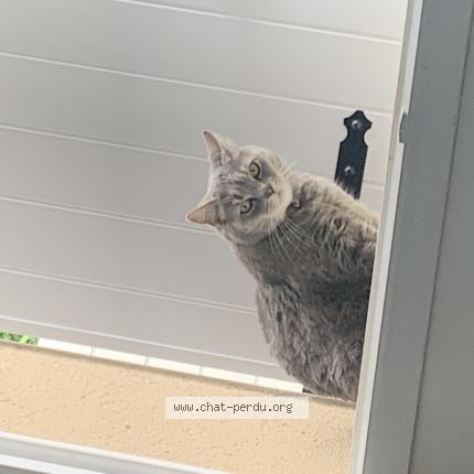 Photo 1/1 Chat retrouvé Perdu à Couzeix