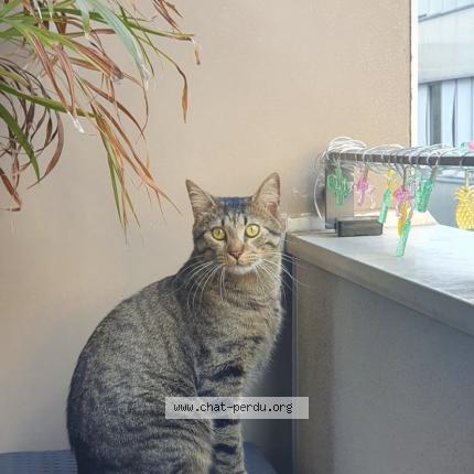 Photo 1/1 Chat retrouvé Perdu à Fresnes
