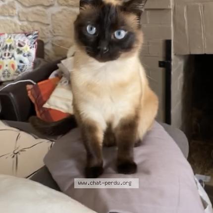 Photo 1/1 Chat retrouvé Perdu à Oinville sous auneau 28700