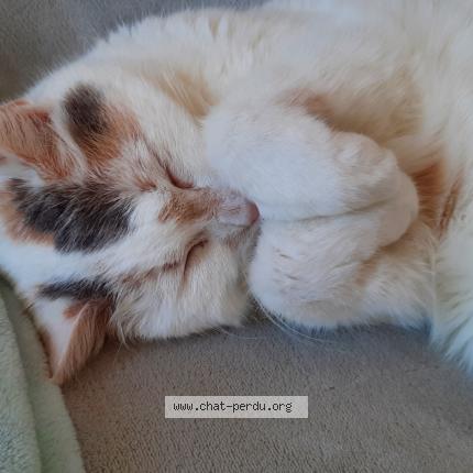 Photo de chat perdu à Chateauneuf Sur Isere