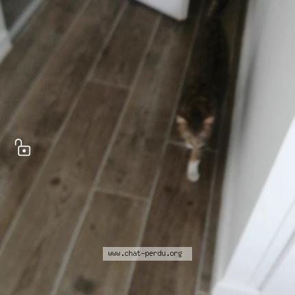 Photo 1/1 Chat retrouvé Trouvé à Uckange