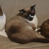 Photo de chat perdu à Chamboulive