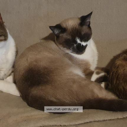 Photo 1/1 Chat retrouvé Perdu à Chamboulive