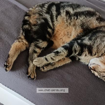 Photo de chat perdu à Darois