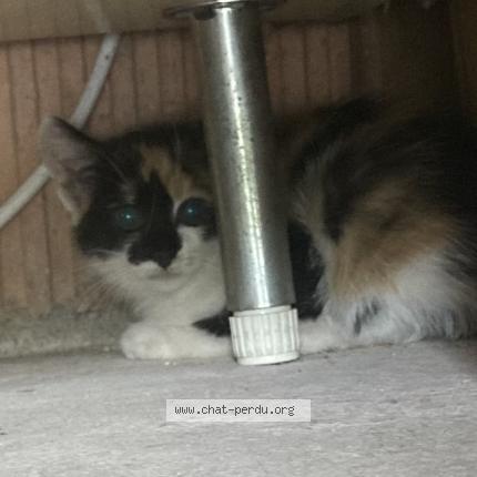 Photo de chat trouvé à Frahier