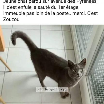 Photo 1/1 Chat retrouvé Perdu à L Union