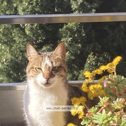 Photo de chat perdu à Toulouse