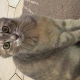 Photo de chat perdu à Aubergenville Elisabethville