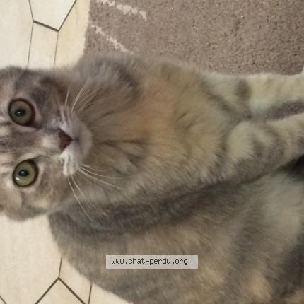 Photo 1/1 Chat retrouvé Perdu à Aubergenville elisabethville