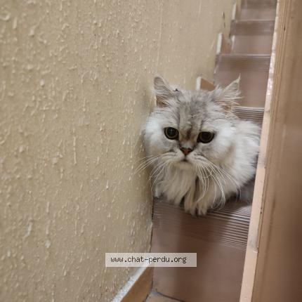 Photo 1/1 Chat retrouvé Trouvé à Le Perreux Sur Marne