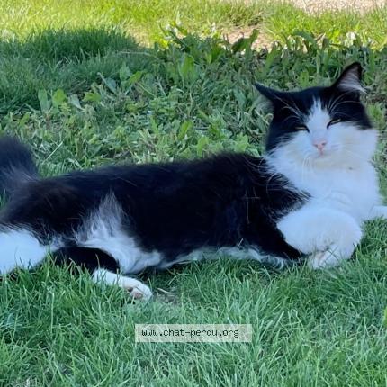 Photo de chat perdu à Brazey En Plaine