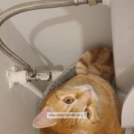 Photo de chat perdu à Benfeld