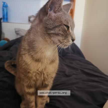 Photo de chat trouvé à Nantes