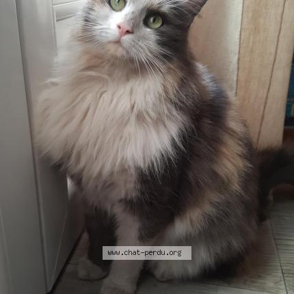 Photo 1/1 Chat retrouvé Perdu à Plessis St Benoist