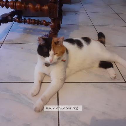 Photo 1/1 Chat retrouvé Perdu à Ingersheim