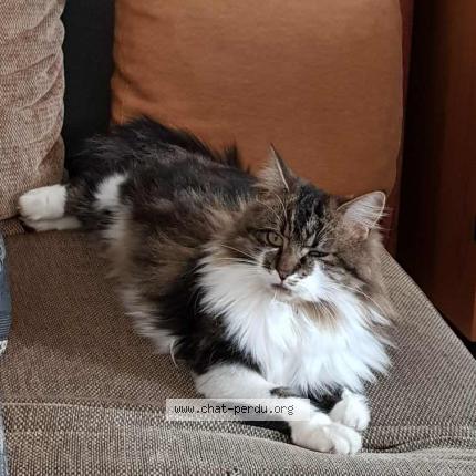 Photo 1/1 Nessie Chat perdu à Lattre saint quentin