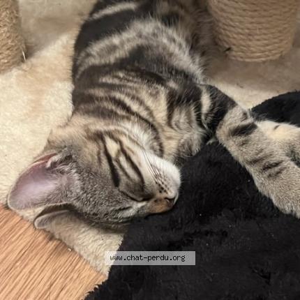 Photo de chat trouvé à Sciez