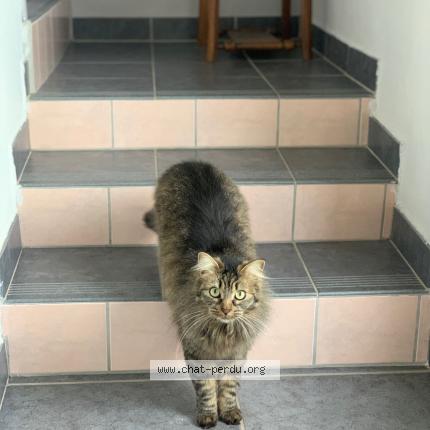 Photo de chat perdu à Auterive