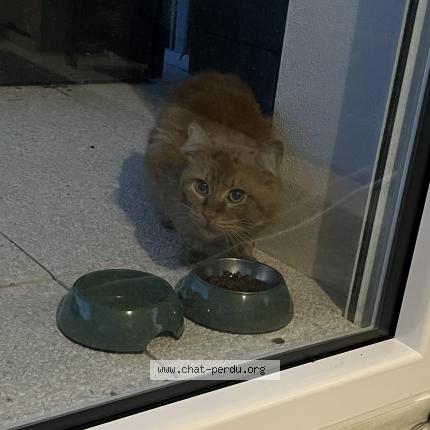 Photo 1/1 Chat retrouvé Trouvé à Nantes